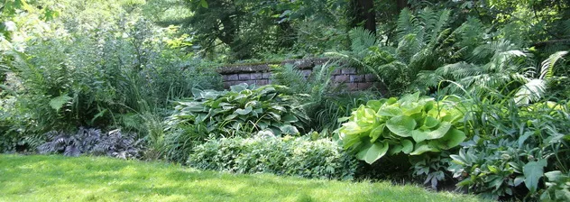 Shade-loving hostas, ferns and perennials in a shade garden