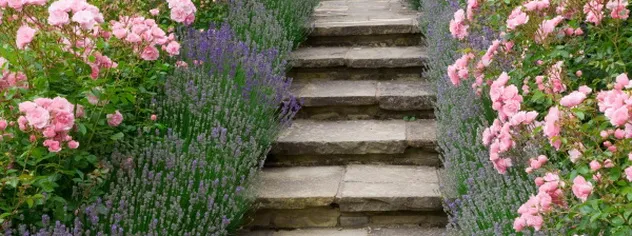 Roses and lavender beside stone steps in a scented garden