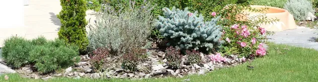 Silvery and bluish evergreens with flowering perennials in a gravel bed