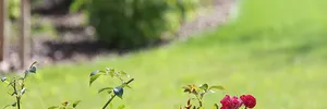 Wild garden – image 6