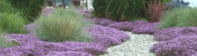 Flowering thyme, ornamental grasses and white gravel in a Mediterranean-style garden