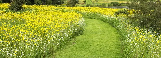 A winding mown grass path through a flower meadow in a naturalistic garden