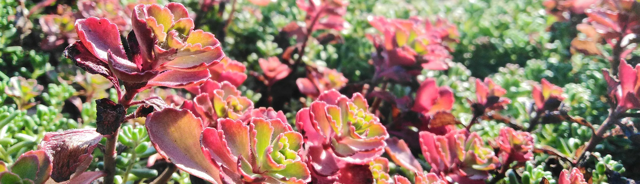 Close-up of red-leaved stonecrop (Sedum)