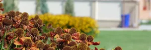 Flower garden – image 10