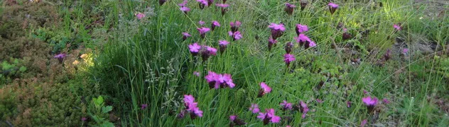 Ornamental grasses and flowering pinks on a biodiverse green roof