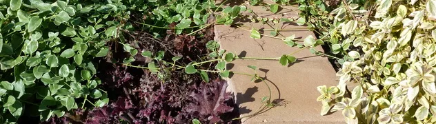 Variegated perennials and ground cover edging a garden path