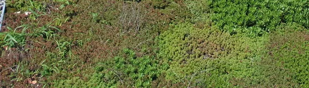 A dense green carpet of sedum on an extensive green roof